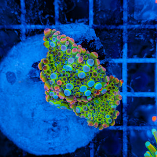 RAINBOW GUMBALL MUSHROOM (3 MUSHROOM COLONY) 613