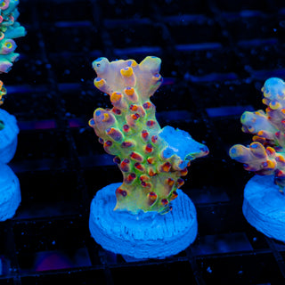 Golden Goose Granulosa 040