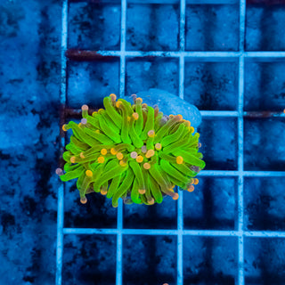 Cotton Candy Torch 226