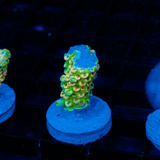 Glowing Passion 1115