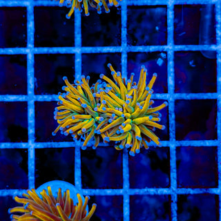 RAPUNZEL TORCH (2 HEADS) 970