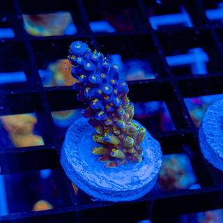 RADIOACTIVE FORMOSA 103 *RARE*