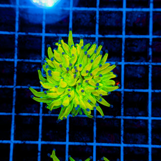 Holy Grail Torch 909