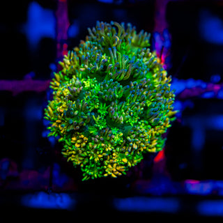 HyperBerry Goni G318