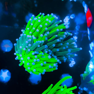 Grafted Holy Grail Torch