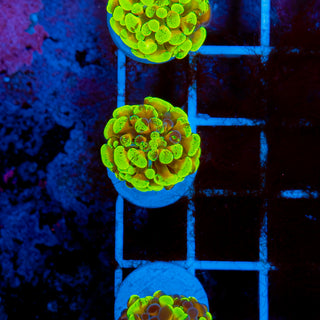 RAINBOW SPLATTER HAMMER 908