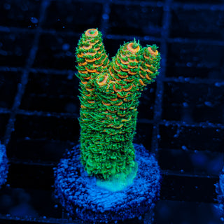 ORANGESICLE MILLE 079