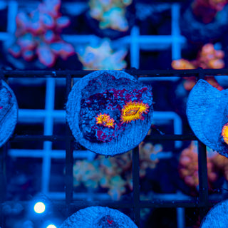 STRATOCASTER ZOA ~ 2P 125