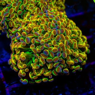 Hologram Hammer - 3 Heads H306