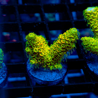 KRYPTONITE MILLE 475