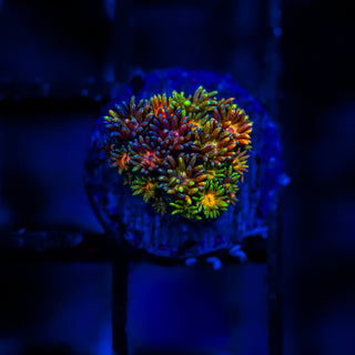 Goni Of The Gods G363