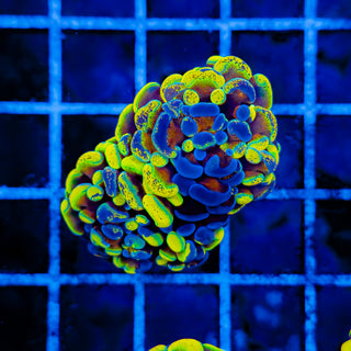 SPLATSANITY HAMMER (2 HEADS) 1004