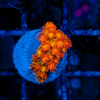 NAPALM GONIOPORA 903