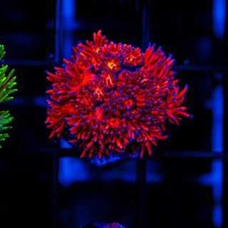 Cherry Blossom Goni G236