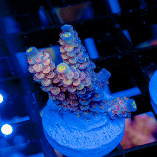 MANDARIN PASSION 742