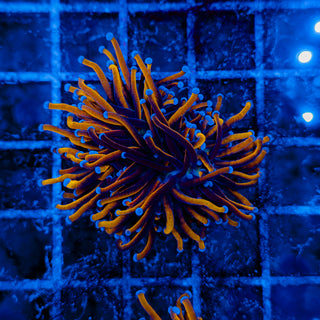 24K GOLD TORCH (SPLITTING) 505