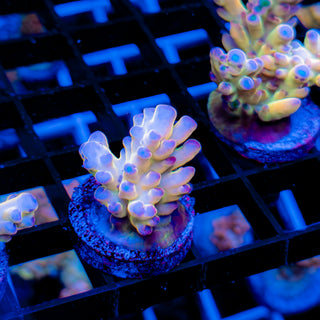 GOLDEN GOOSE GRANULOSA 695