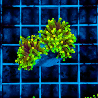 Glowlight Torch 221 (2 Heads)