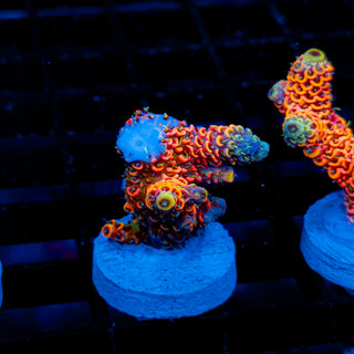 Molten Core Mille 1125