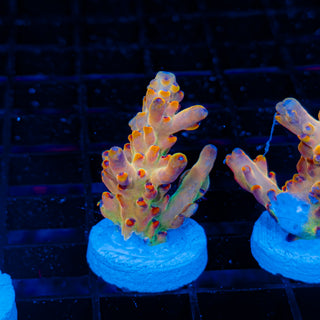 Goolden Goose Granulosa 081