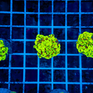 GOLDSPLAT HAMMER 955