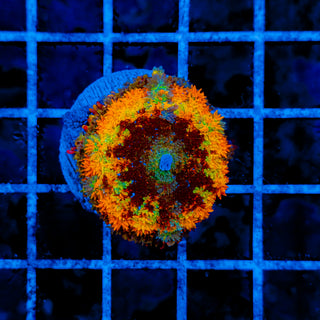 FUZZY RHODACTIS SHROOM 604