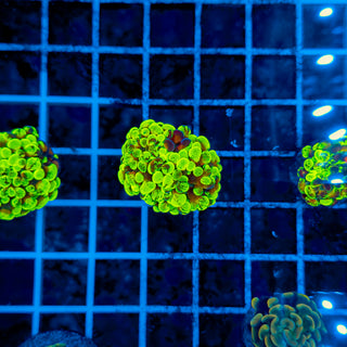 GOLDSPLAT HAMMER 954