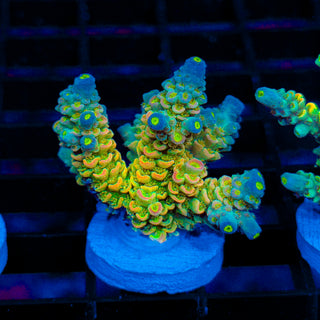 Toxic Walt Disney 039