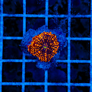 DOUGHBOY MUSHROOM 606