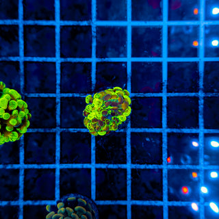 GOLDSPLAT HAMMER 957