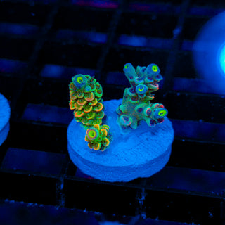 Neon Toxic Skittles Vortex 036