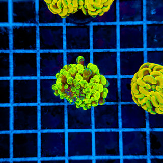 GOLDSPLAT HAMMER 956