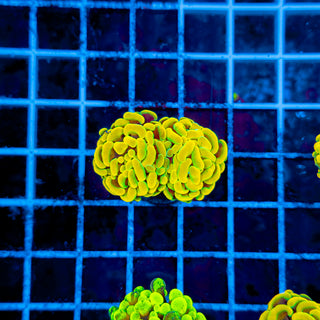 TEALRIM HAMMER (2 HEADS) 961