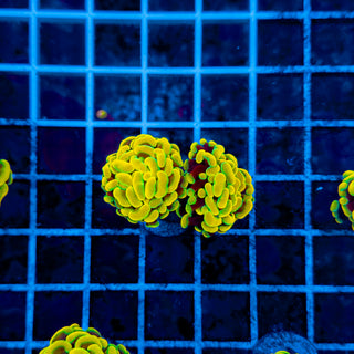 TEALRIM HAMMER (2 HEADS) 960