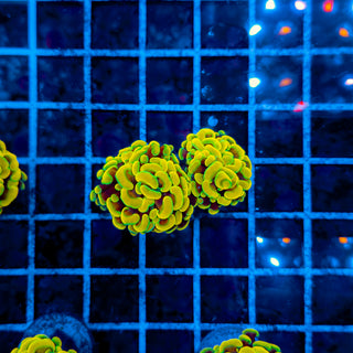 TEALRIM HAMMER (2 HEADS) 962