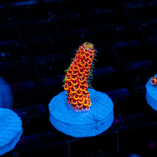 Molten Core Mille 1127