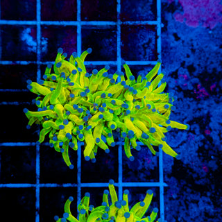 Holy Grail Torch 503 XL Head