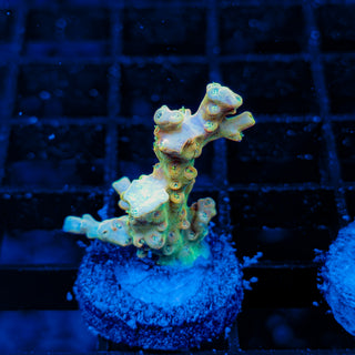 YELLOW DE LA CREME 020