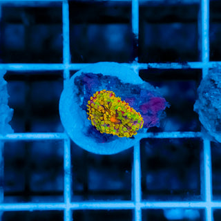 Rainbow Ricordea 106