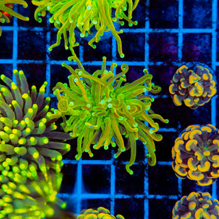 MASTER Holy Grail Torch 703