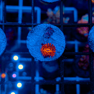 DARTH MAUL ZOA ~ 1P 115