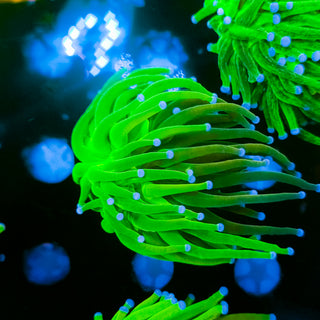 Grafted Holy Grail Torch