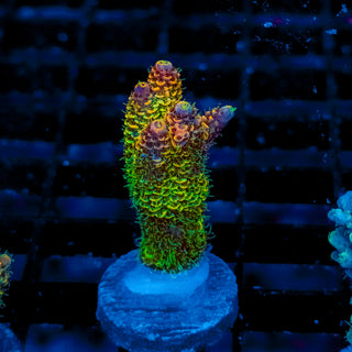 Helios Forge Mille 928