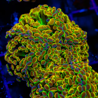 Hologram Hammer - 5 Heads H305