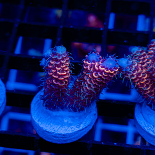 DUSK RUNNER MILLE 340