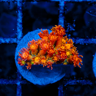 NAPALM GONIOPORA 902