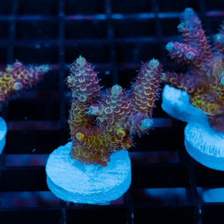 Violet Surge Mille 1068