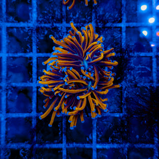 24K GOLD TORCH (2 HEADS) 504