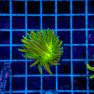 HOLY GRAIL TORCH 909