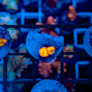 STRATOCASTER ZOA ~ 2P 126